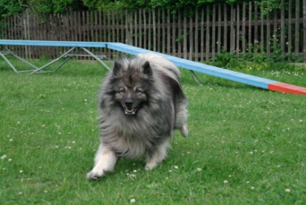 floh