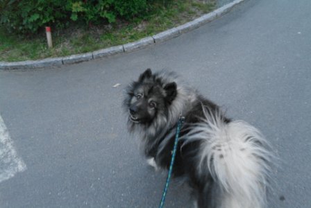 floh