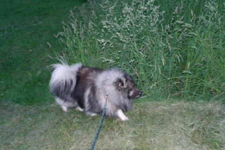 floh