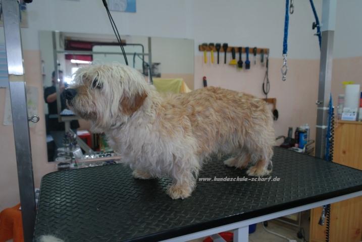 Dandie