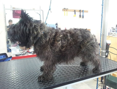 camillo