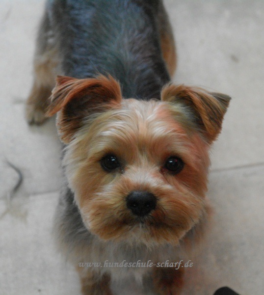 Yorki