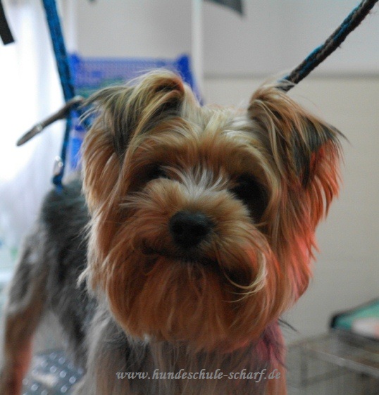 Yorki